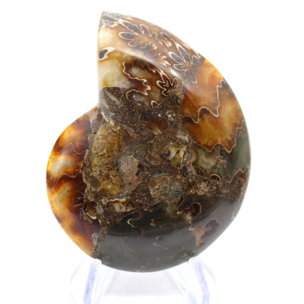 Ammonit från Madagaskar med polerad och opolerad yta