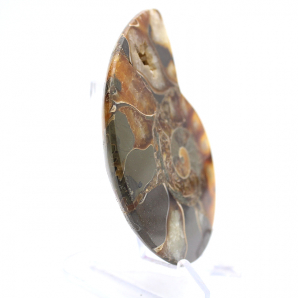 Ammonit från Madagaskar med polerad och opolerad yta