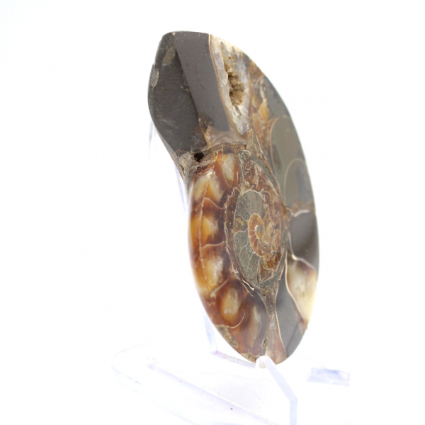 Polerad ammonitfossil: Samlarexemplar