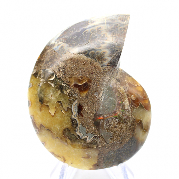 Naturlig ammonit från Madagaskar - Utställningsobjekt