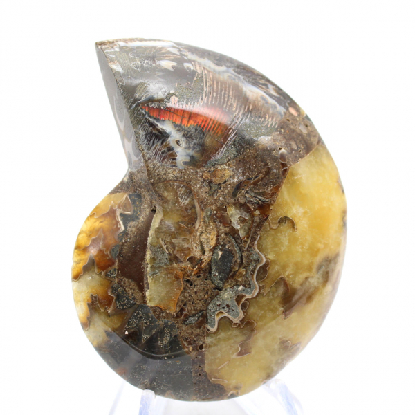 Polerad ammonitfossil: Estetik och vetenskap