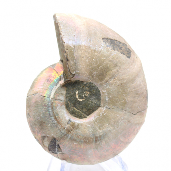 Ammonitprov: Mellan land och hav