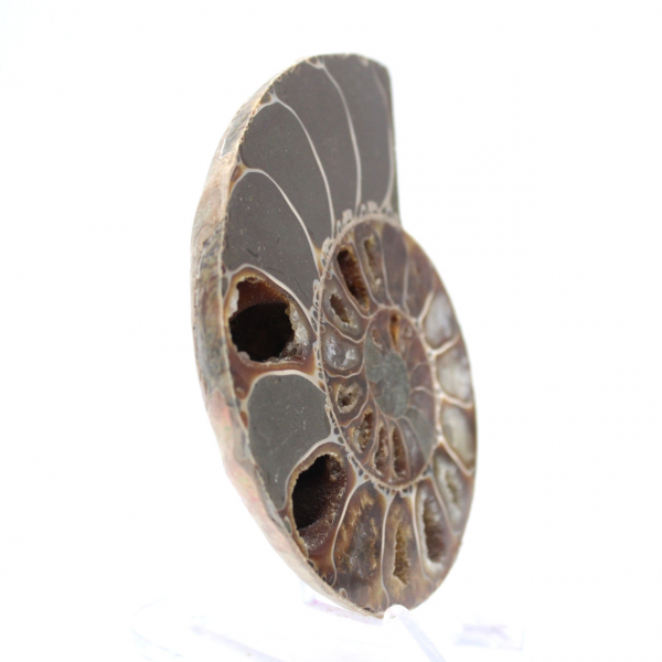 Ammonitprov: Mellan land och hav