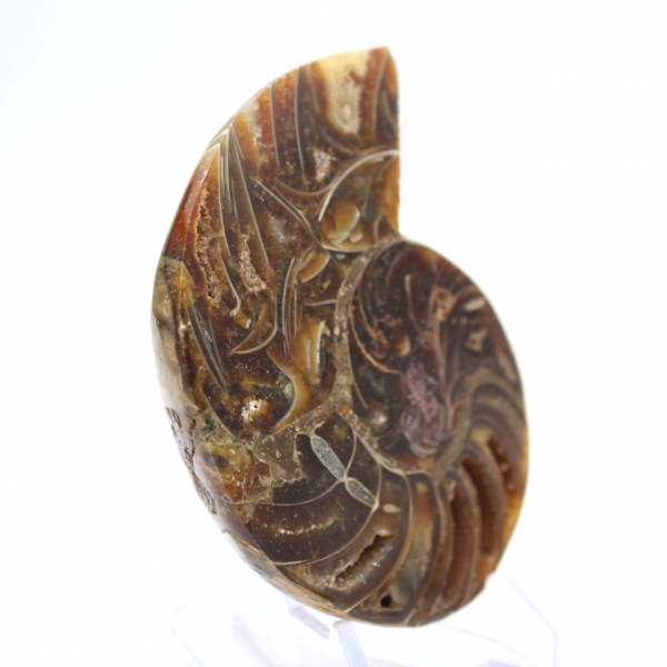 Liten ammonit från Madagaskar: Mineralrenhet