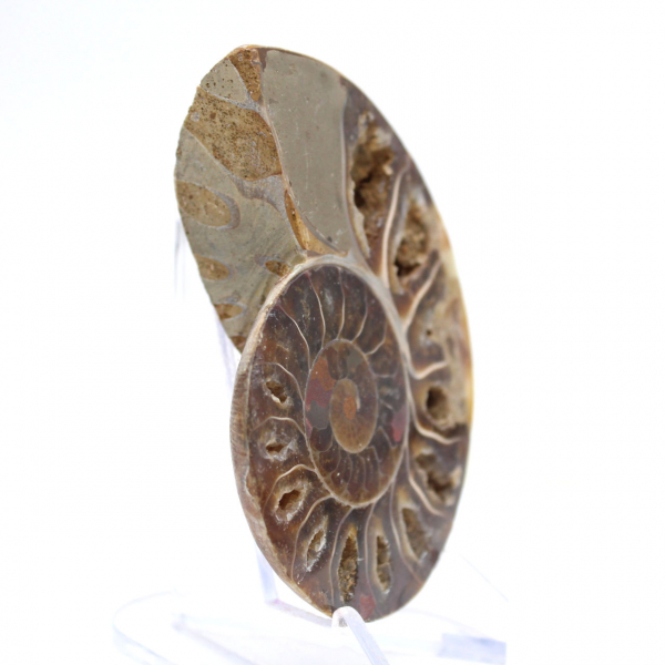 Polerad ammonitfossil: Mahajangas ljus