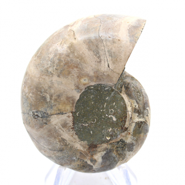 Ammonit från Madagaskar: Styrka och stabilitet