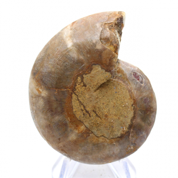 Ammonitprov: Madagaskarspiralen