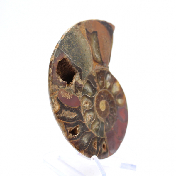 Fossiliserad ammonit: Mineralprov från Madagaskar