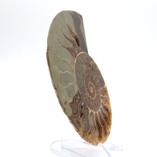 Imponerande ammonit från Madagaskar: Fossil renhet