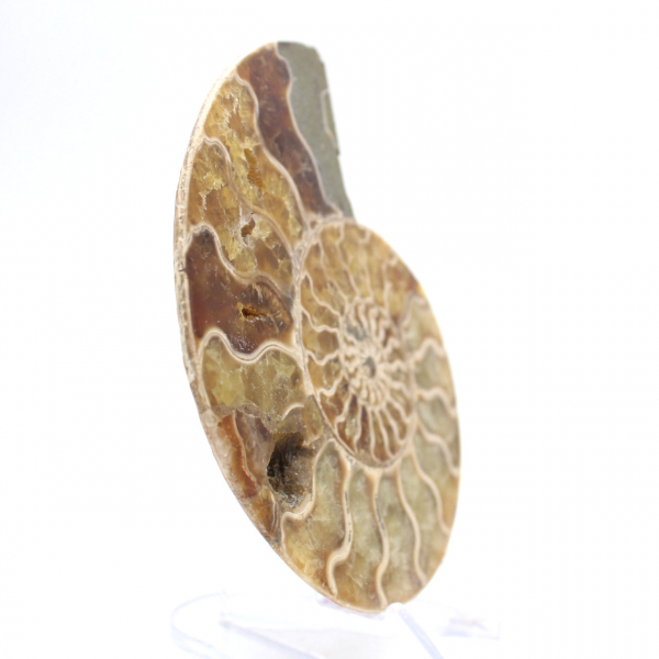 Fossil ammonit från Mahajanga: Mineralbalans