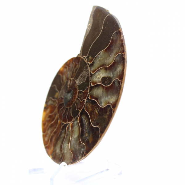 Ammonit från Madagaskar: Rytm och sedimentation