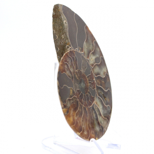 Ammonit från Madagaskar: Rytm och sedimentation