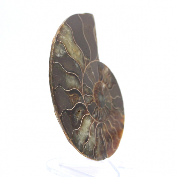 Polerad ammonitfossil: Densitet och detaljer