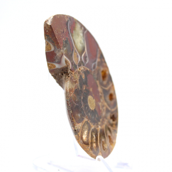 Ammonit från Madagaskar: Mineralfinhet