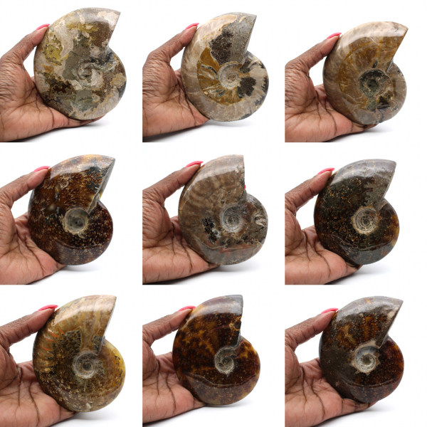 Polerad fossiliserad ammonit