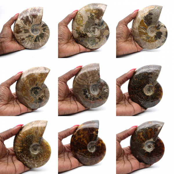 Polerad fossiliserad ammonit