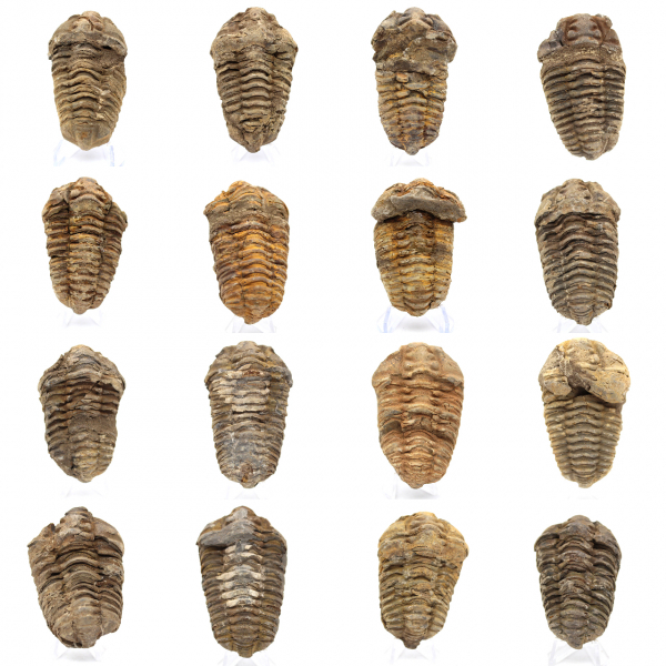 Trilobite fossil Marocko