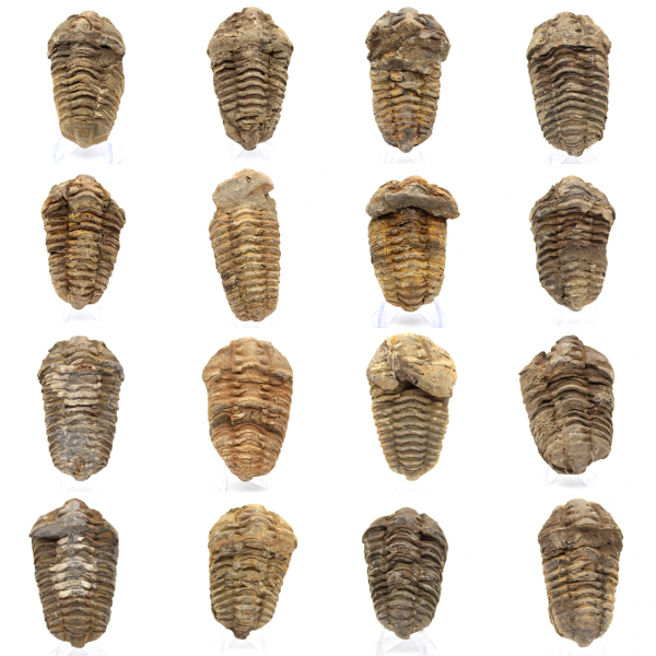 Trilobite fossil Marocko