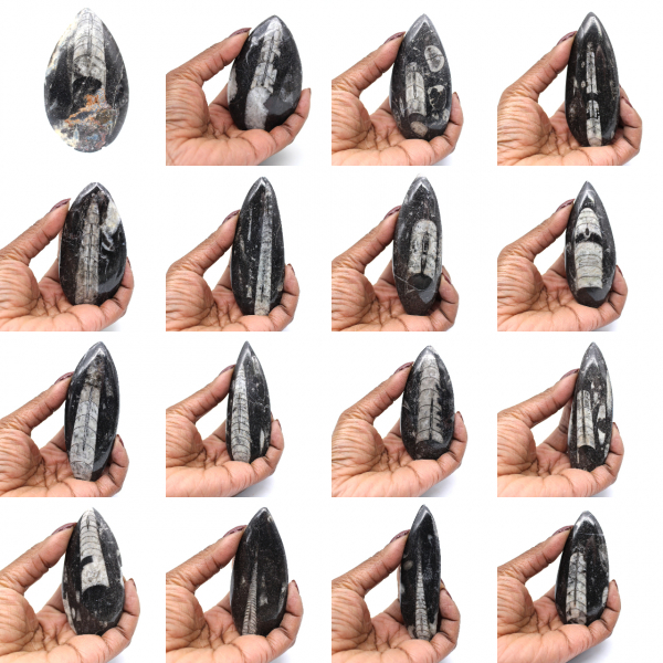 Orthoceras fossil från Marocko