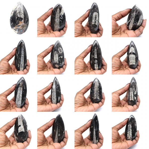 Orthoceras fossil från Marocko