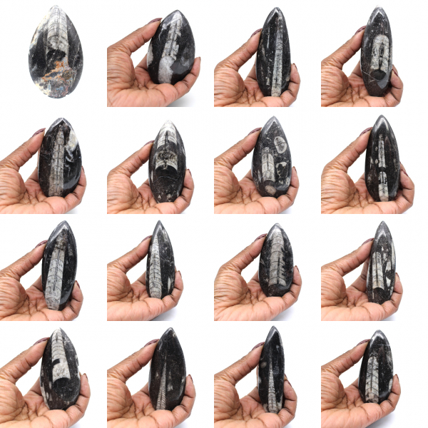 Orthoceras fossil från Marocko
