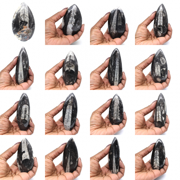 Orthoceras fossil från Marocko