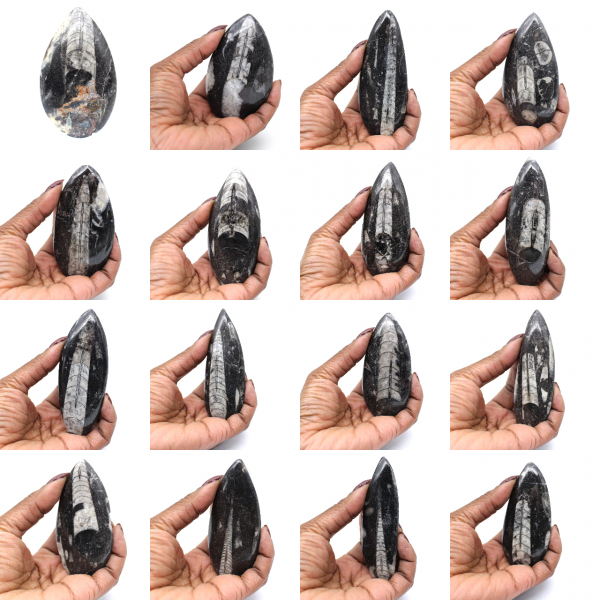 Orthoceras fossil från Marocko Orthoceras fossil från Marocko