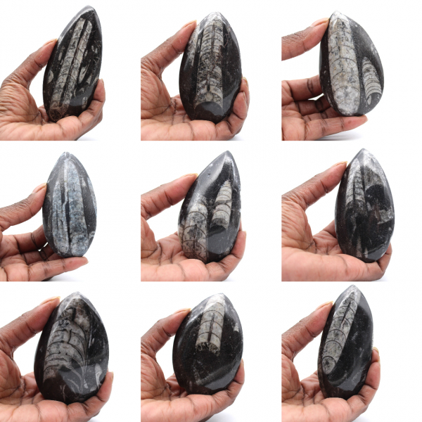 Marockanska Orthoceras