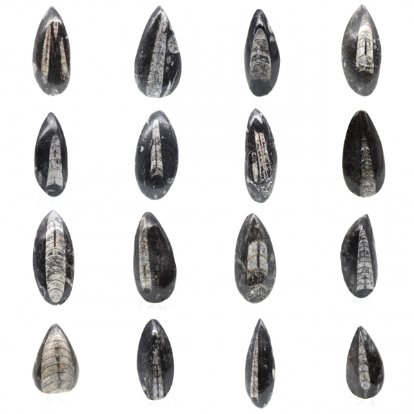 Fossila Orthoceras från Marocko