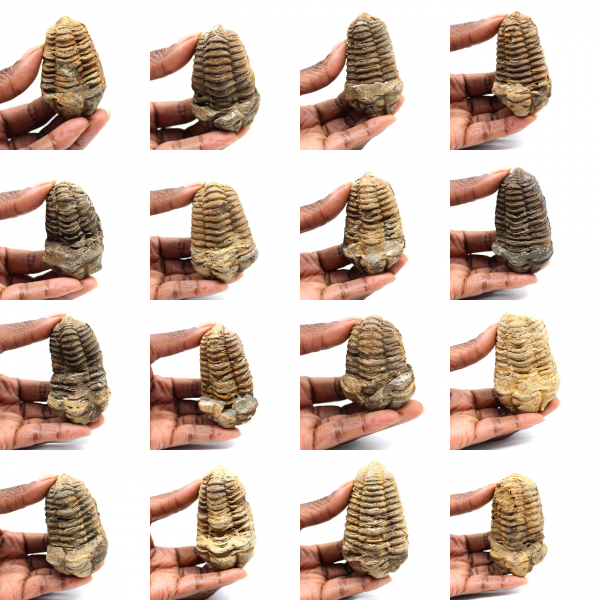 Fossil trilobit
