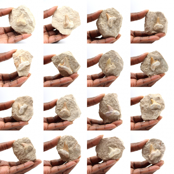 Fossil tand av Otodus