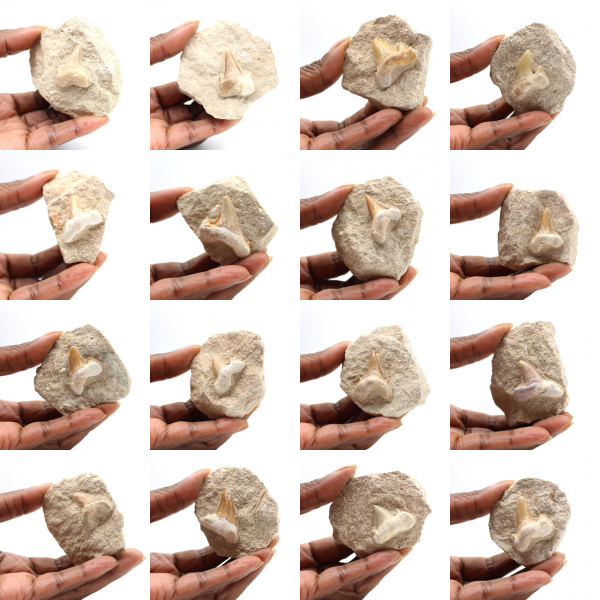 Fossil tand av Otodus