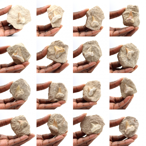Fossil tand av Otodus