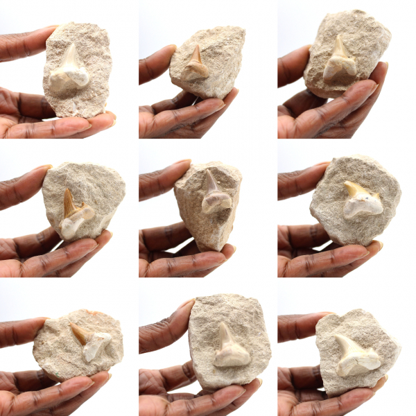 Fossil tand av Otodus från Marocko