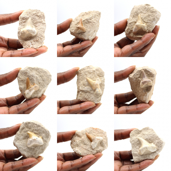 Fossil tand av Otodus från Marocko