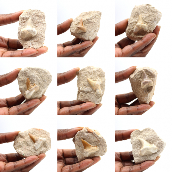 Fossil tand av Otodus från Marocko