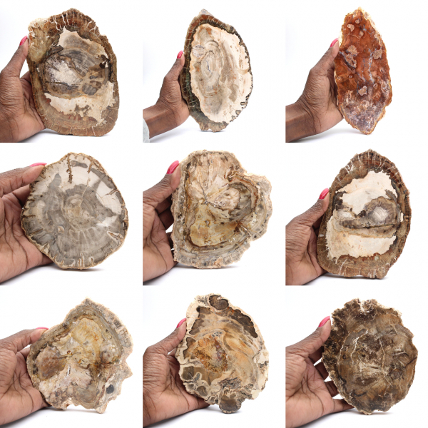 Polerad förstenad träskiva, liten fossilprydnad, Madagaskar