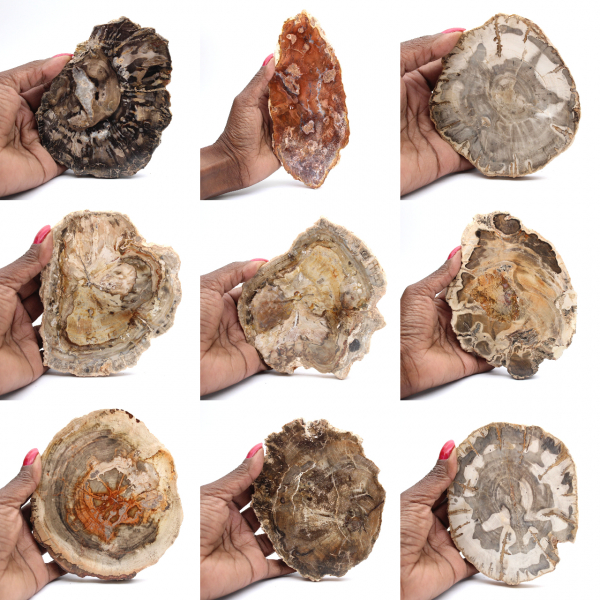 Polerad förstenad träskiva, liten fossilprydnad, Madagaskar Polerad förstenad träskiva, liten fossilprydnad, Madagaskar