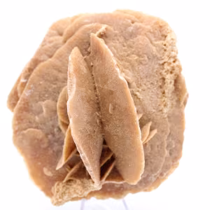 Ökenros