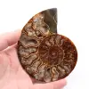 Sågad och polerad ammonitfossil - 0