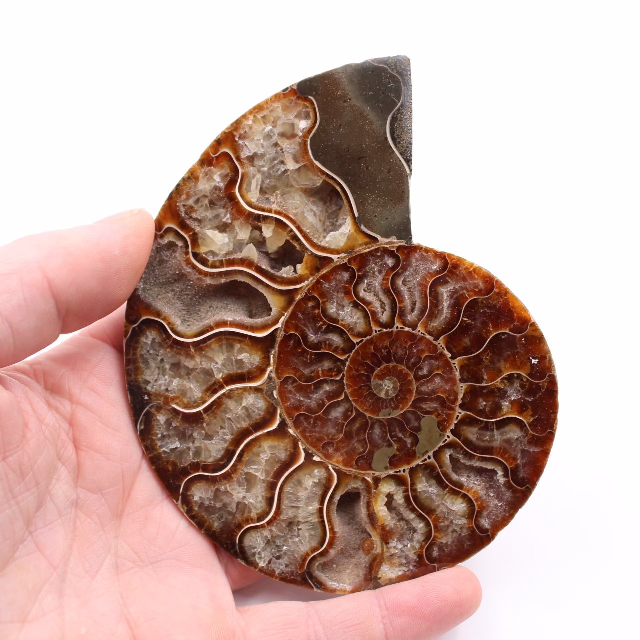Sågad och polerad ammonitfossil
