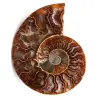 Sågad och polerad ammonitfossil - 0