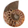 Sågad och polerad ammonitfossil - 0