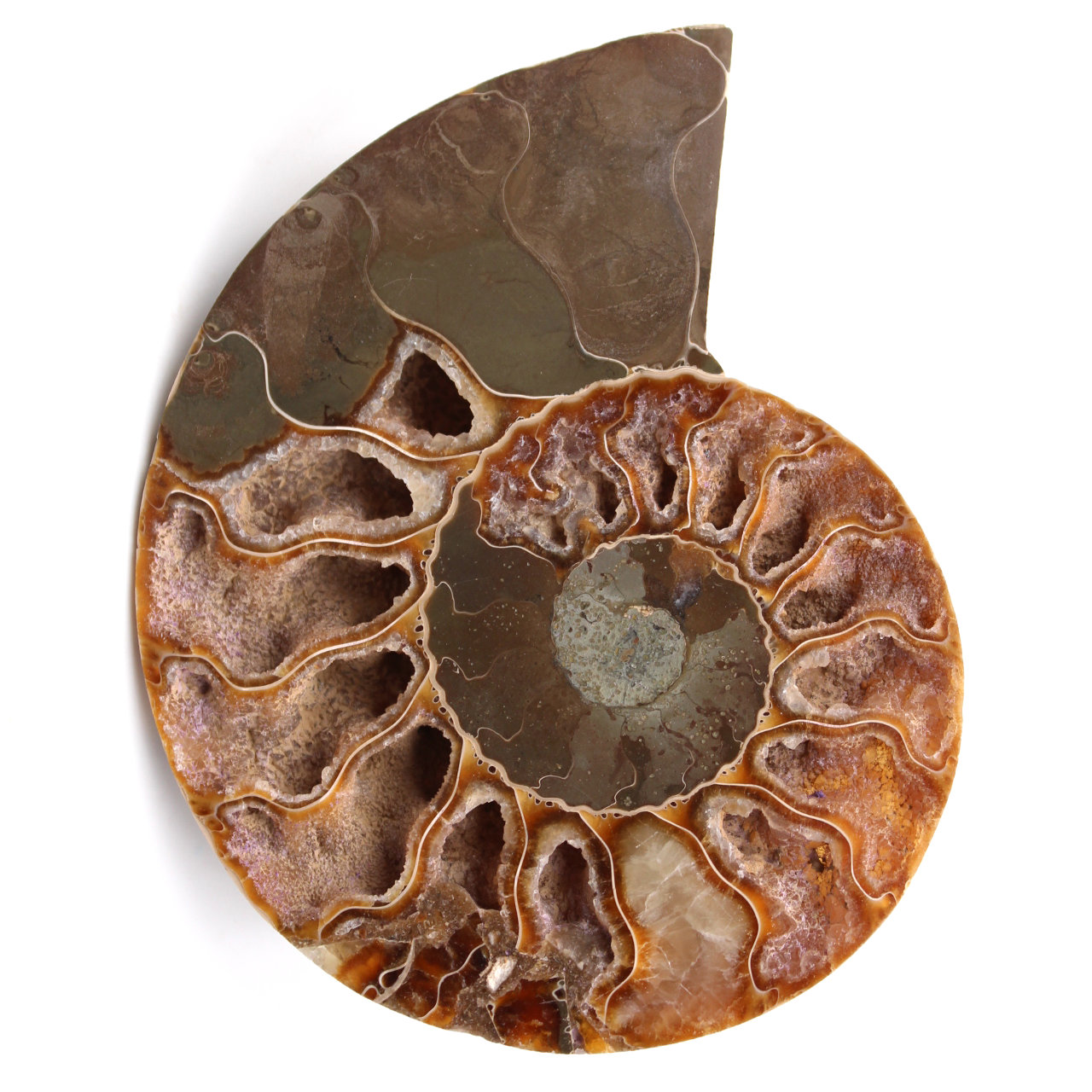 Sågad och polerad ammonitfossil