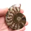 Sågad och polerad ammonitfossil - 0