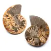 Dubbelsågat och polerat ammonitfossil - 0