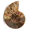 Sågad och polerad ammonitfossil - 0