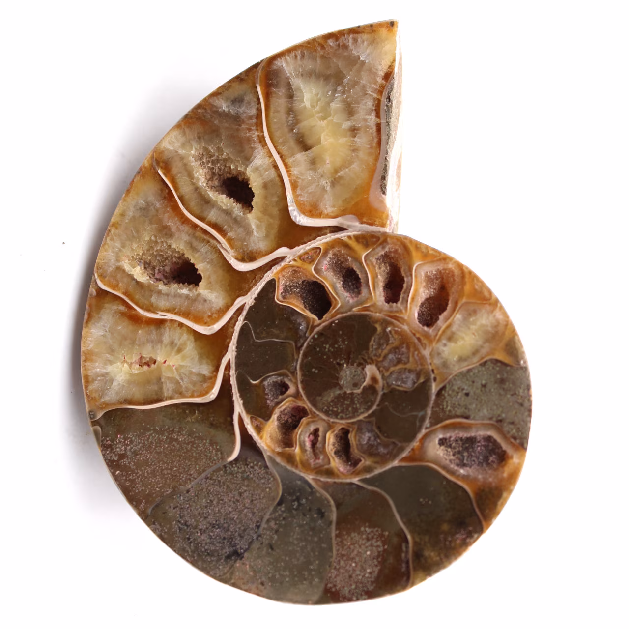 Sågad och polerad ammonitfossil