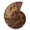 Sågad och polerad ammonit i ett stycke - 0