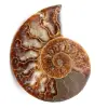 Polerat och sågat ammonitfossil - 0